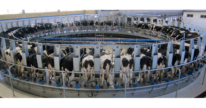 Στα 55 λεπτά ανά κιλό το κόστος αγελαδινού γάλακτος, δεν καλύπτεται από τις τιμές